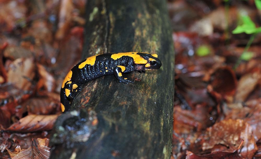 Salamandra pezzata